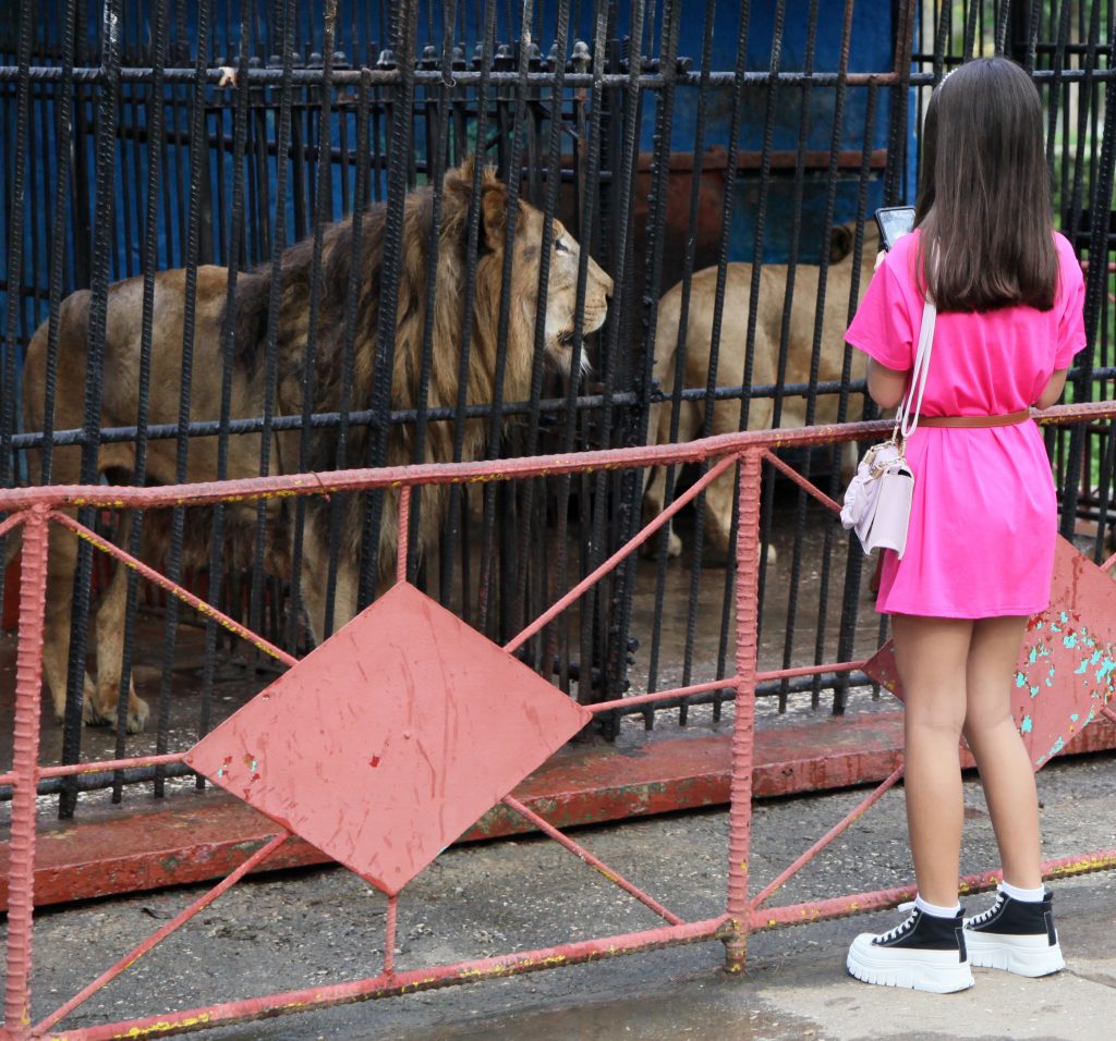 En el zoológico, los leones siempre llaman la atención.